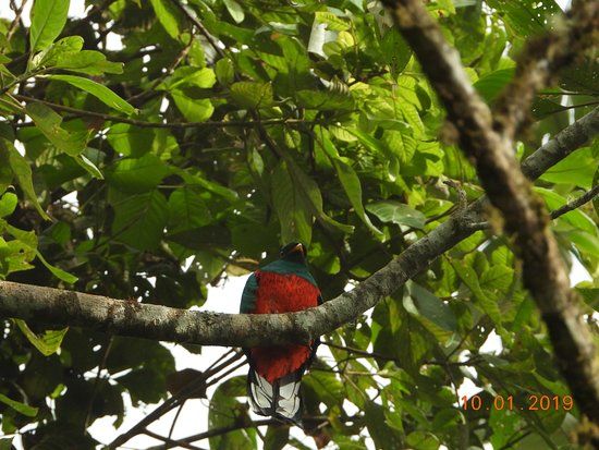 la Reserva de Aves El Dorado